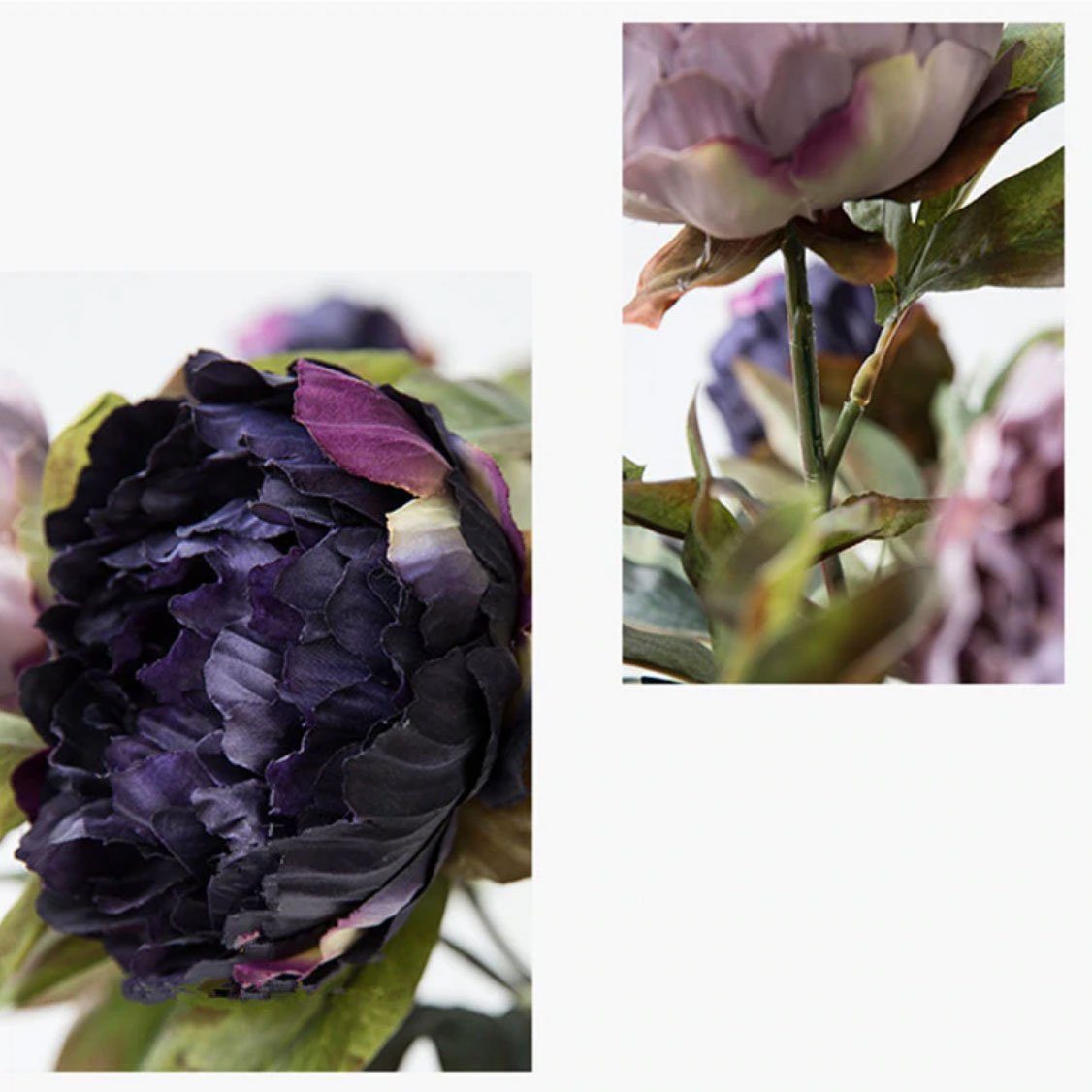 Gorgeous Peony - Nordic Side - 