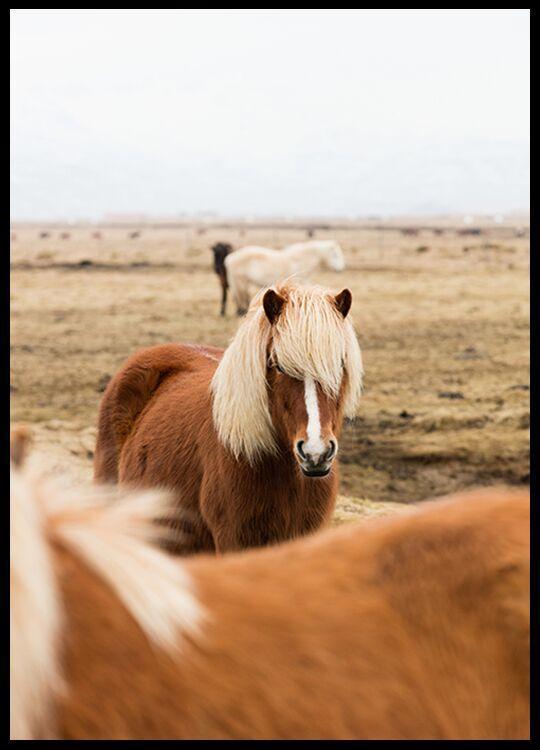 Wild Horse Print Collection - Nordic Side - Art + Prints, not-hanger