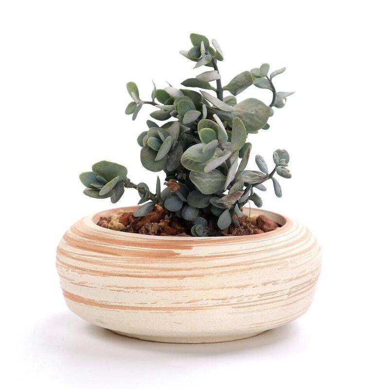 Mini Striped Succulent Planter Pots