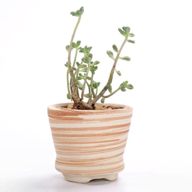 Mini Striped Succulent Planter Pots