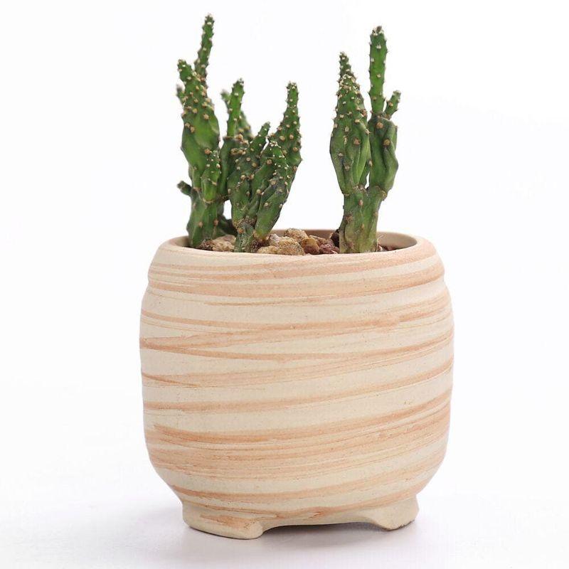 Mini Striped Succulent Planter Pots