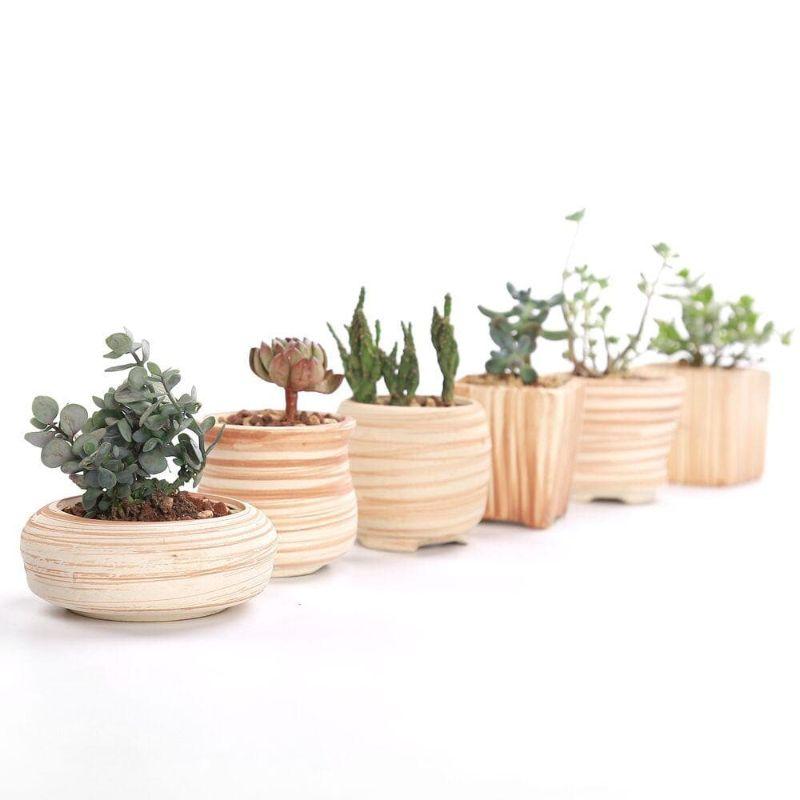 Mini Striped Succulent Planter Pots