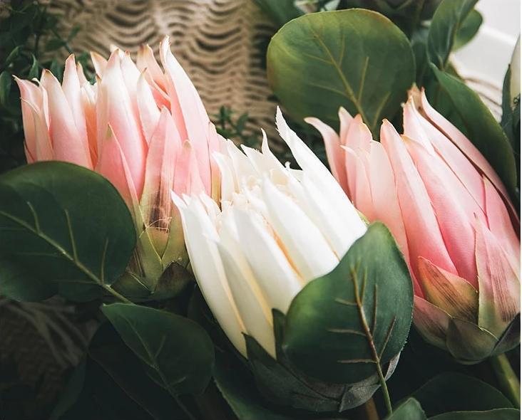 King Protea Bud - Nordic Side - 