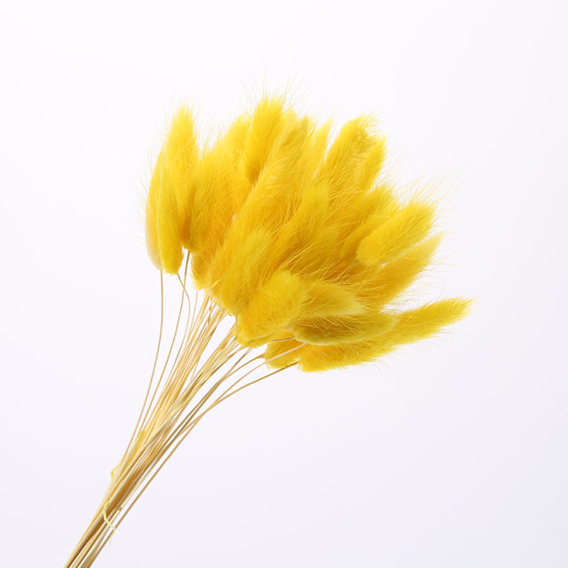 Natural Dried Bunny Tail Rabbit Pampas Grass Bouquet (30 Pieces)