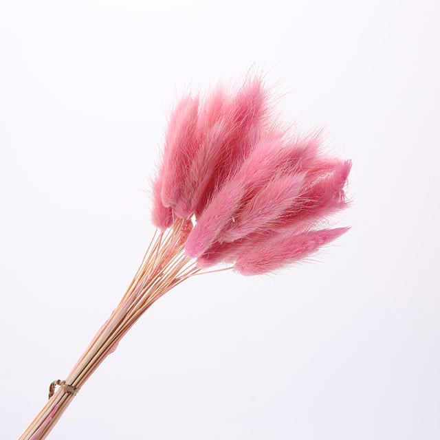 Natural Dried Bunny Tail Rabbit Pampas Grass Bouquet (30 Pieces)