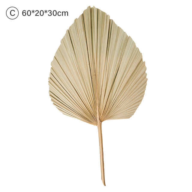 Natural Dried Palm Leaf Fan