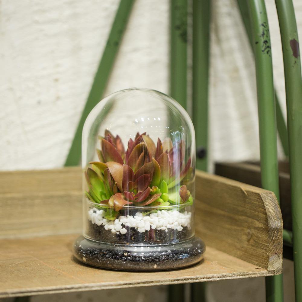 Cloche Terrarium Container - Nordic Side - 