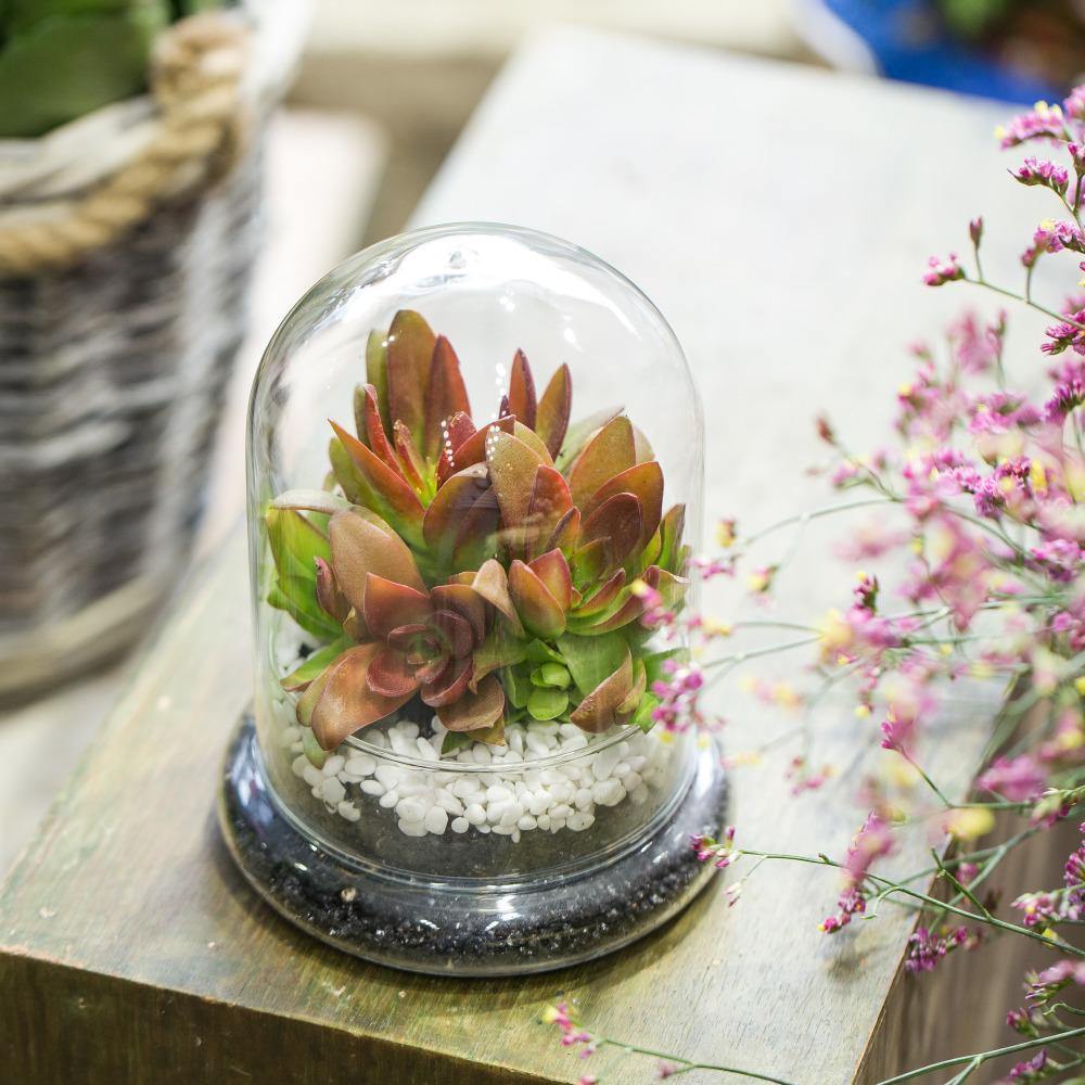 Cloche Terrarium Container - Nordic Side - 