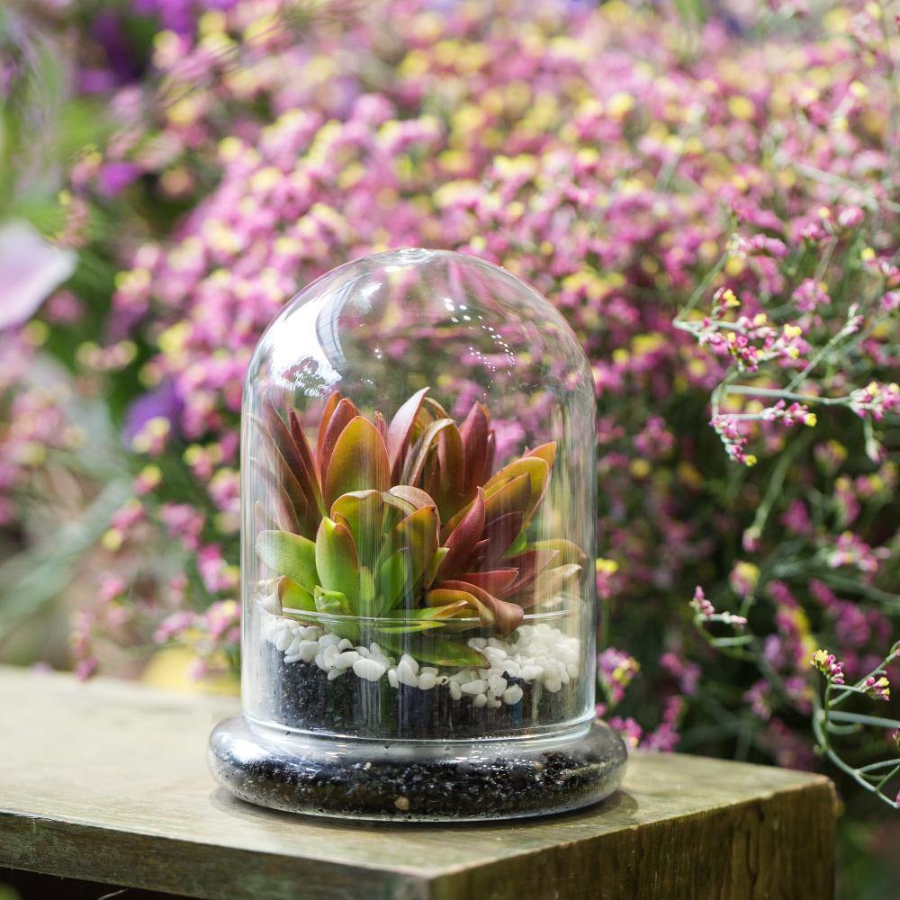 Cloche Terrarium Container - Nordic Side - 