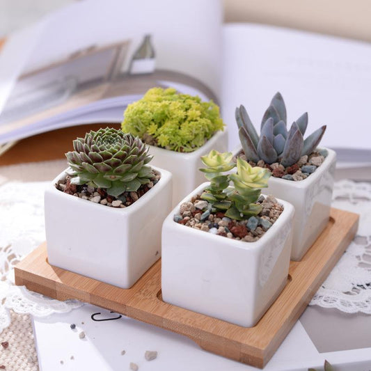 Mini Square Flower Pots