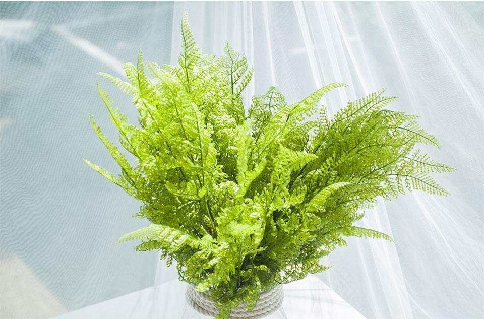 Fern Bush - Nordic Side - 