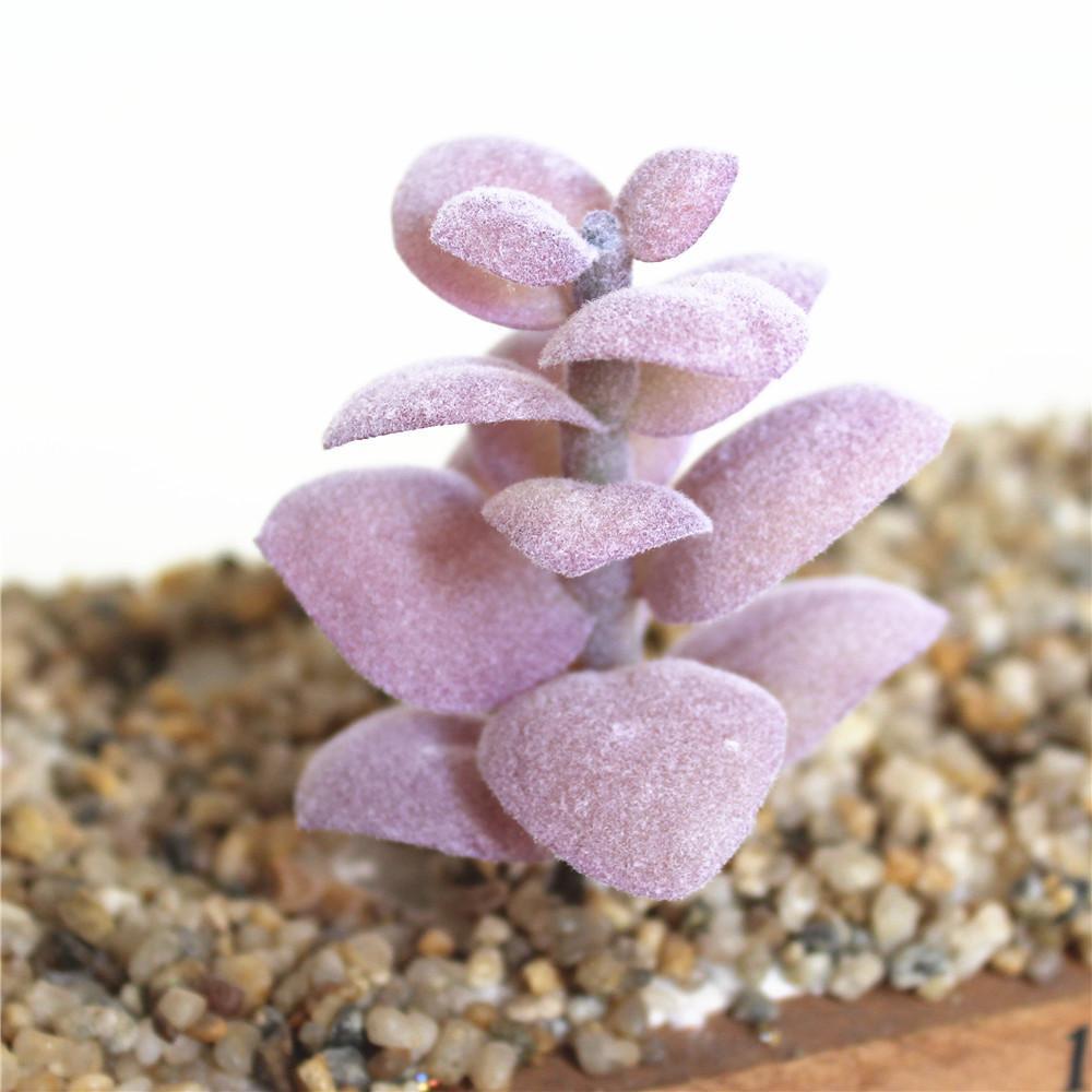 Purple Artificial Succulent - Nordic Side - 